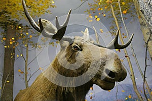 Elk head