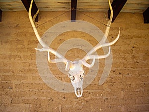 Elk head and antlers