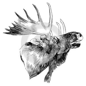 elk head sketch vector graphics photo