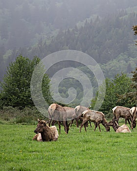 Elk Herd on California Coast