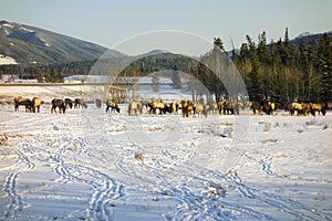 Elk Herd Feeding in early Springtime on Snow Covered Alberta Foothills photo