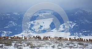 Elk Herd photo