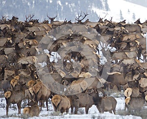 Elk Herd photo