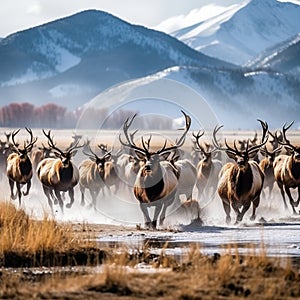 Elk Herd
