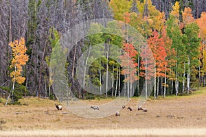 Elk Herd In Meadow in the Rut