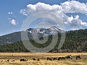 Elk herd and Rocky Mountain National Park Vista photo