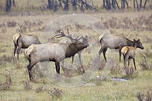 Elk Herd in Rut