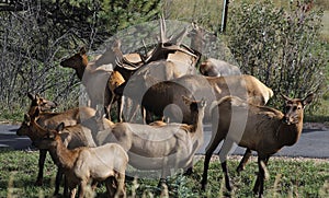 Elk herd
