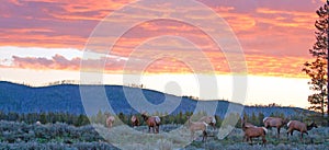 Elk herd at Sunrise in Yellowstone National Park in Wyoming