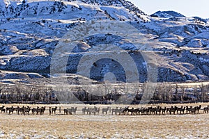 Elk herd wildlife moving valley mountains