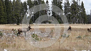 Elk herd in Yellowstone national park