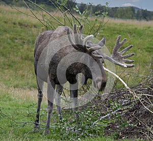 Elk at the Highland Wildlife Park, Highlands, Scotland, UK