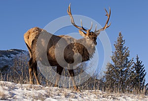 Elk on hill