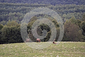 Elk on a Hill in the Evening Light