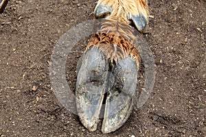 Elk hoof in dirt