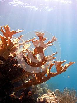 Elk horn coral reef scene