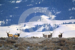Elk Hunters Dream