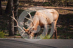 Elk with Impressive Antlers Grazing near Paved Road, Natural Forest Habitat Daytime Lighting