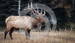 Elk in Jasper Canada