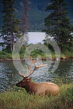 Elk in Jasper National Park photo