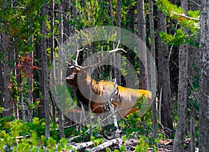 Elk in the Jungle in Yellowstone National Park