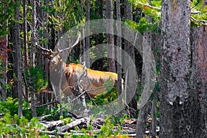 Elk in the Jungle in Yellowstone National Park