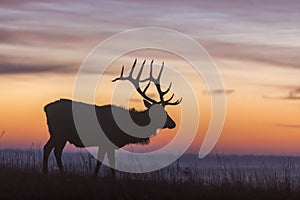 Elk silhouette at sunrise photo