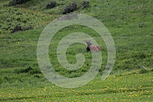 A Elk laying on top of a lush green field