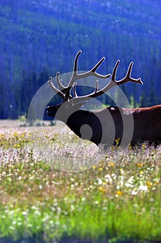 Elk with lit velvet 2