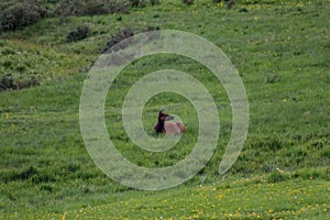 A elk on a lush green field