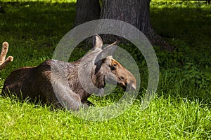 Elk lying on the grass, Bialowieza National Park
