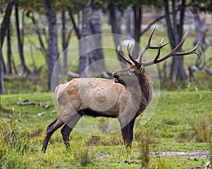 Elk Stock Photo and Image. Male animal in the forest in the mating hunting season and making a bulge call, displaying mouth open,