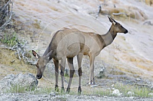 Elk, Mammoth Hot Springs, Yellowstone National Park