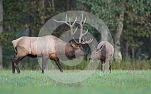 Elk in the Meadow