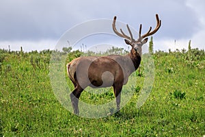 Elk in the Meadows of Yellowstone National Park