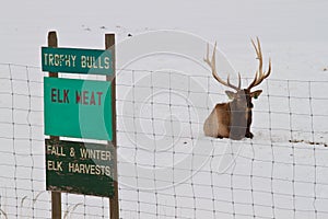 Elk Meat photo