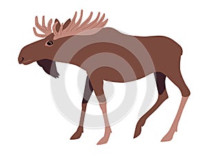 Elk or moose against white background