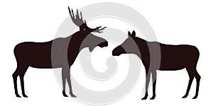 Elk, moose, male and female. vector