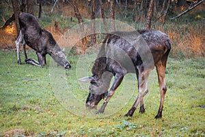 Elk Moose in a national park in Bavarian forest on a golden sunny autumn day, Germany