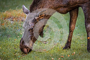 Elk Moose in a national park in Bavarian forest on a golden sunny autumn day, Germany