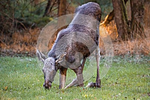 Elk Moose in a national park in Bavarian forest on a golden sunny autumn day, Germany