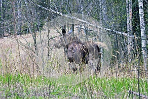 Elk mother of two moose calves runs across a forest road