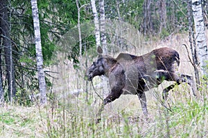 Elk mother of two moose calves runs across a forest road