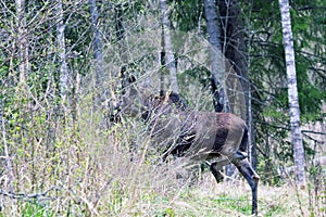 Elk mother of two moose calves runs across a forest road