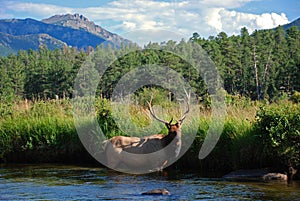 Elk in a Mountain Stream