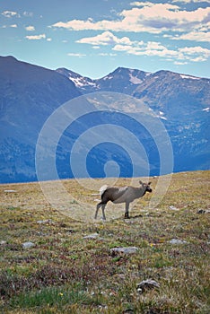 Elk in mountains