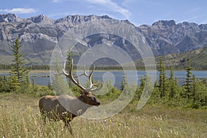 Elk in the mountains