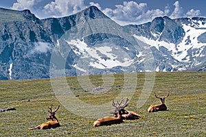 Elk among Mountains