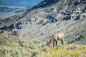 Elk in the mountains of yellowstone