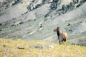 Elk in the mountains of yellowstone